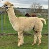 TOFT Jargel Elite Brown huacaya female for sale at TOFT Alpaca Stud